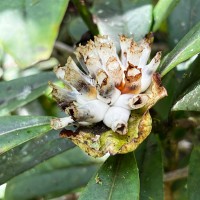 Leucocodon reticulatum Gardner